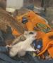 Flying Squirrels Land at WILD CARE Flying Squirrels Land at WILD CARE
